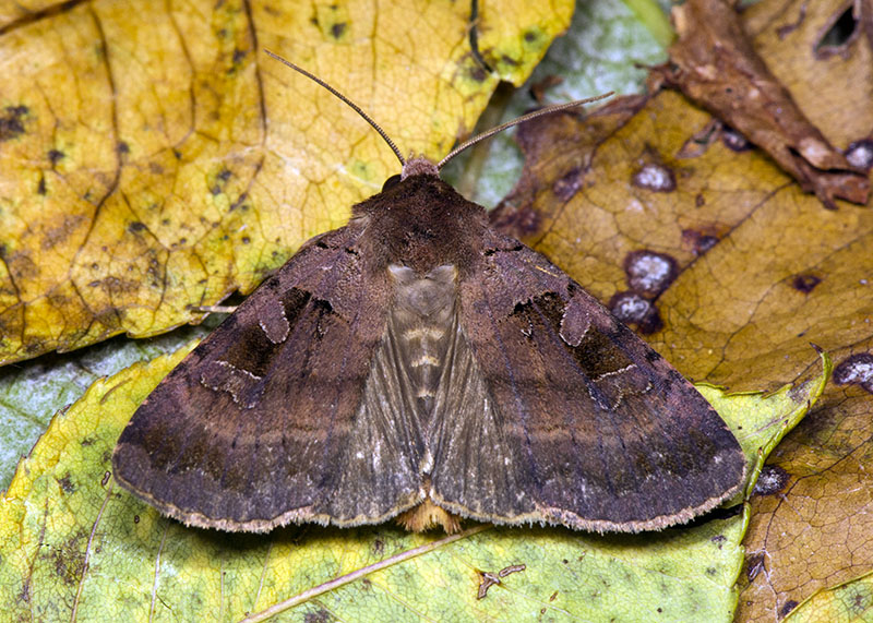 Noctuidae settembrini